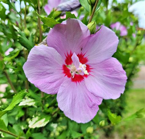 紫花芙蓉|超过 40 张关于“紫芙蓉”和“自然”的免费图片